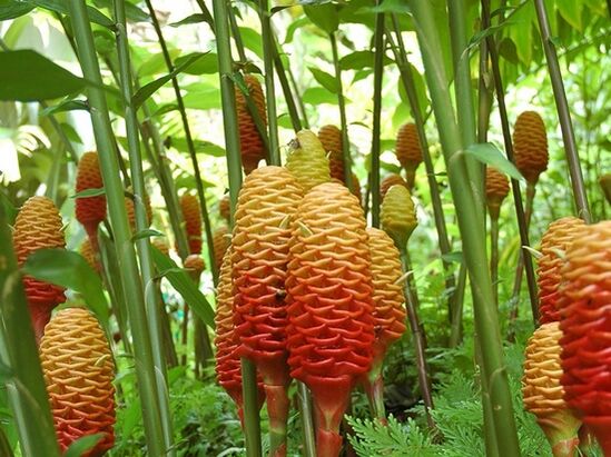 Esta é a aparência de uma planta de gengibre